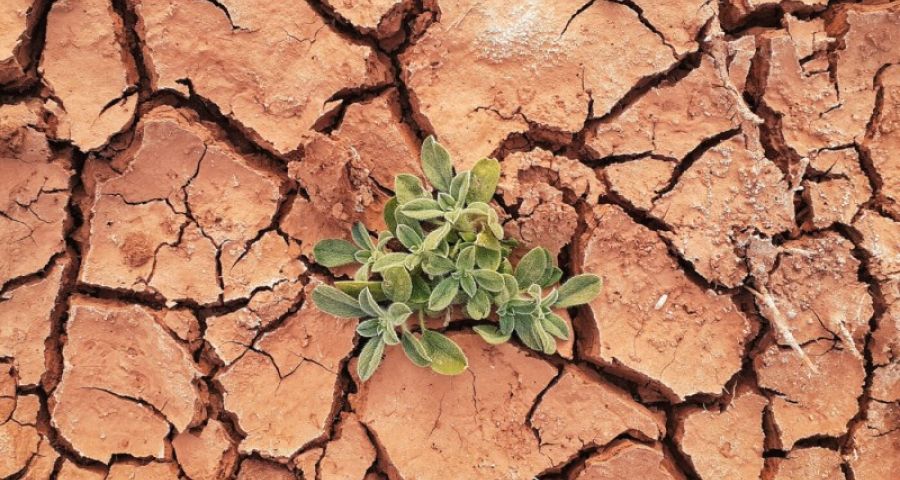 Come mitigare gli effetti del cambiamento climatico in agricoltura
