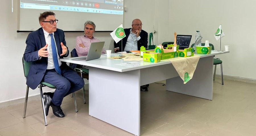 Clementine di Calabria IGP: il disciplinare a supporto della qualità